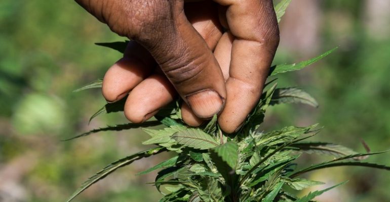 Jamaica Decriminalizes Marijuana and Moves Toward Cultivation